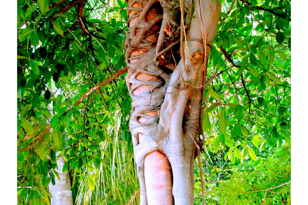 Strangler Fig Tree